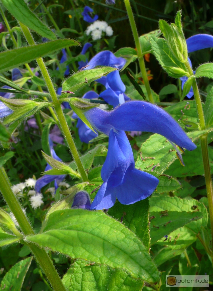 Salvia patens 'Blue Angel' -- Blauer Salbei